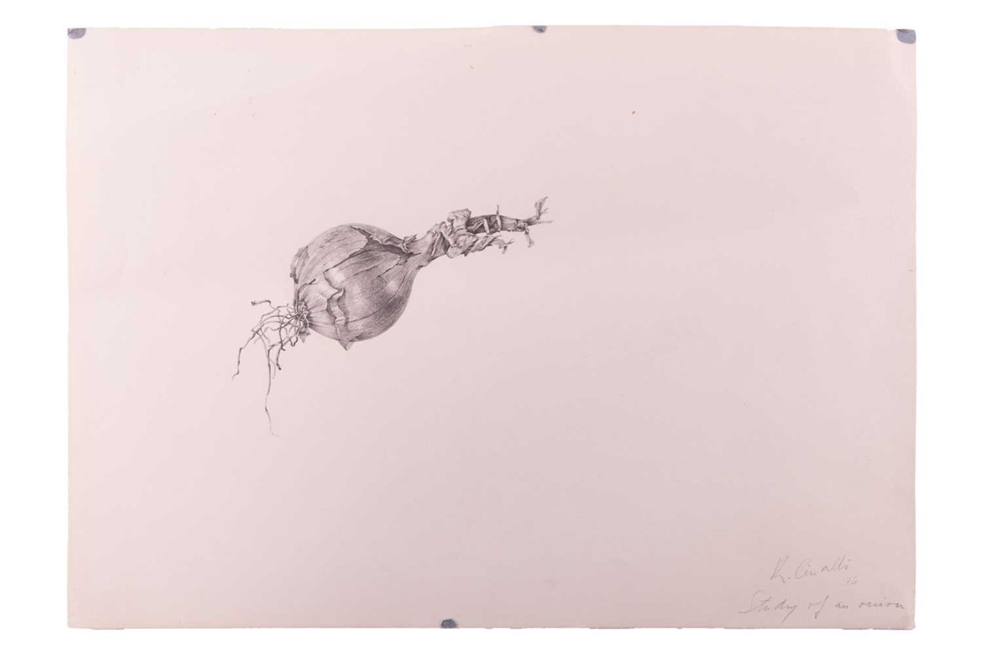 Ricardo Cinalli (Argentine b.1948), 'Study of an onion', signed 'R. Cinalli' and dated '76 in pencil