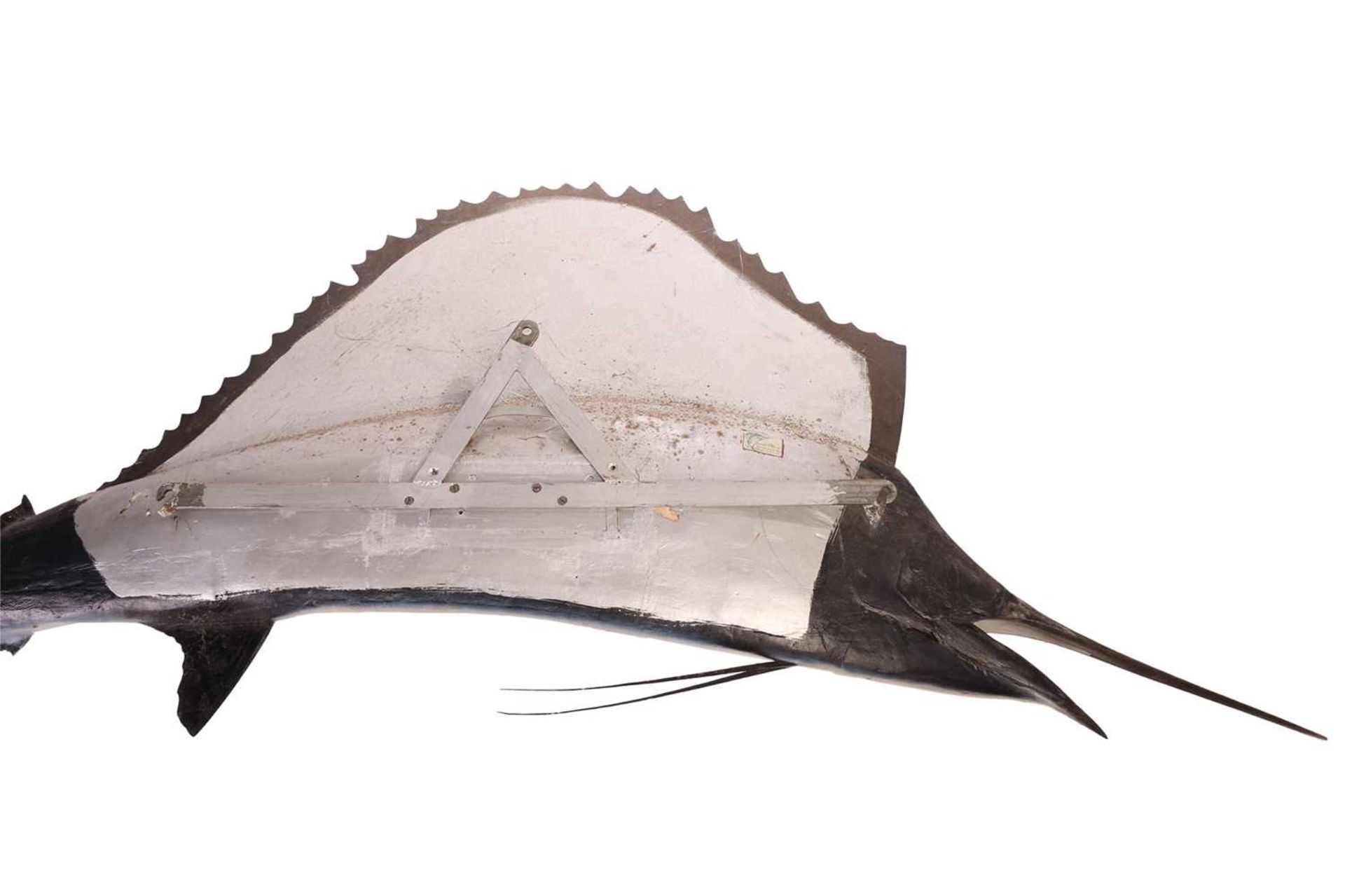 Taxidermy: a large, professionally worked Marlin (Sailfish), with wall fixing bracket verso, 225 cm  - Image 6 of 7