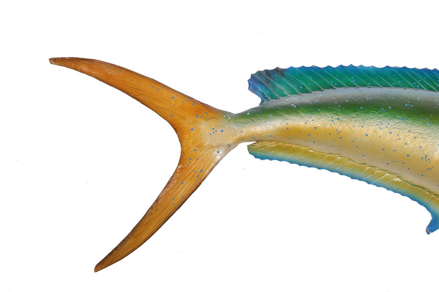 Taxidermy: a large, professionally worked Dorado, with wall fixing bracket verso, 144 cm wide x 55 c - Image 3 of 4