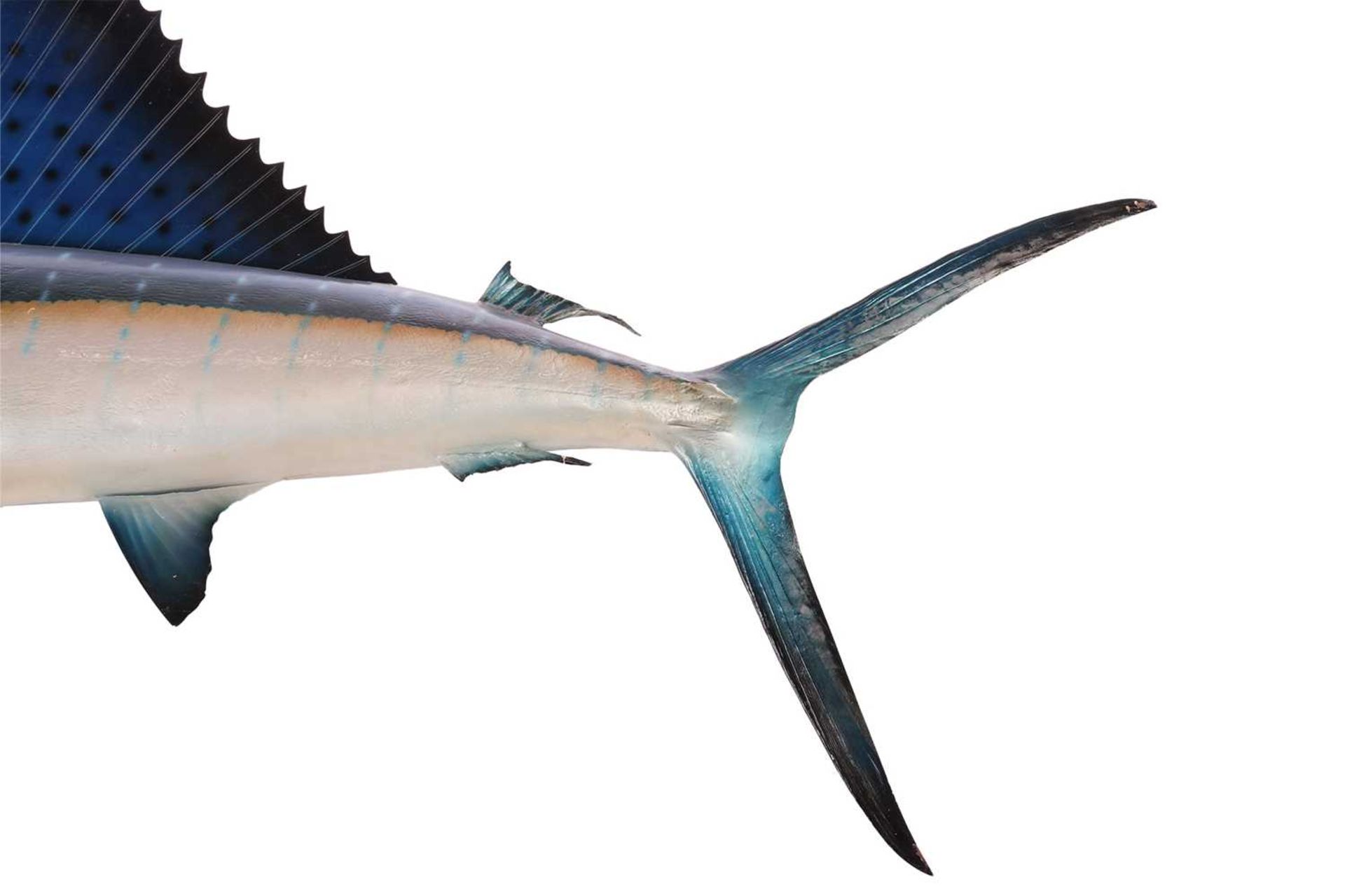 Taxidermy: a large, professionally worked Marlin (Sailfish), with wall fixing bracket verso, 225 cm  - Bild 5 aus 7