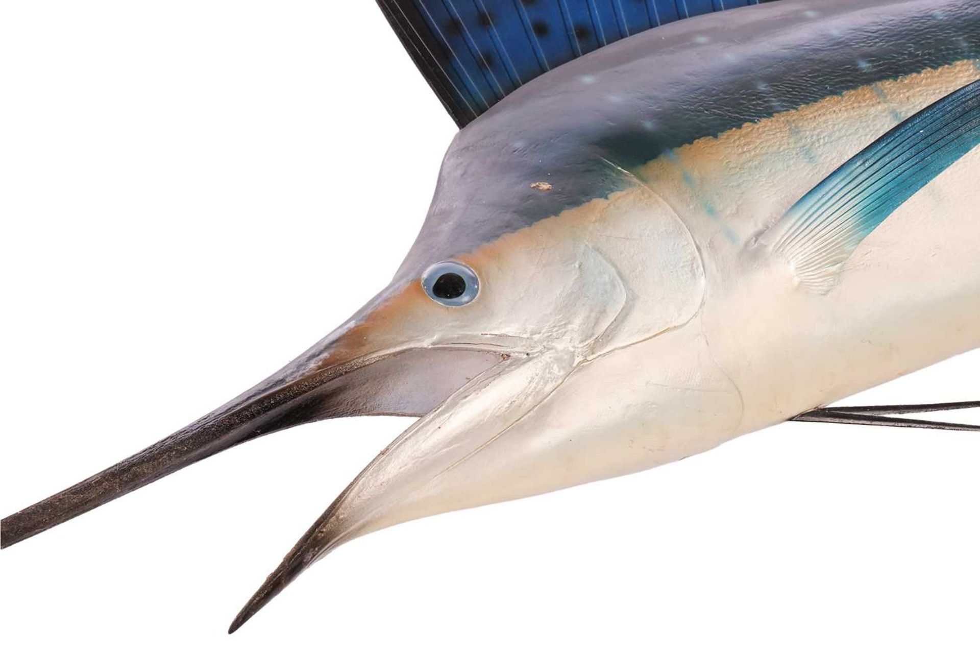 Taxidermy: a large, professionally worked Marlin (Sailfish), with wall fixing bracket verso, 225 cm  - Bild 2 aus 7