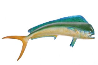Taxidermy: a large, professionally worked Dorado, with wall fixing bracket verso, 144 cm wide x 55