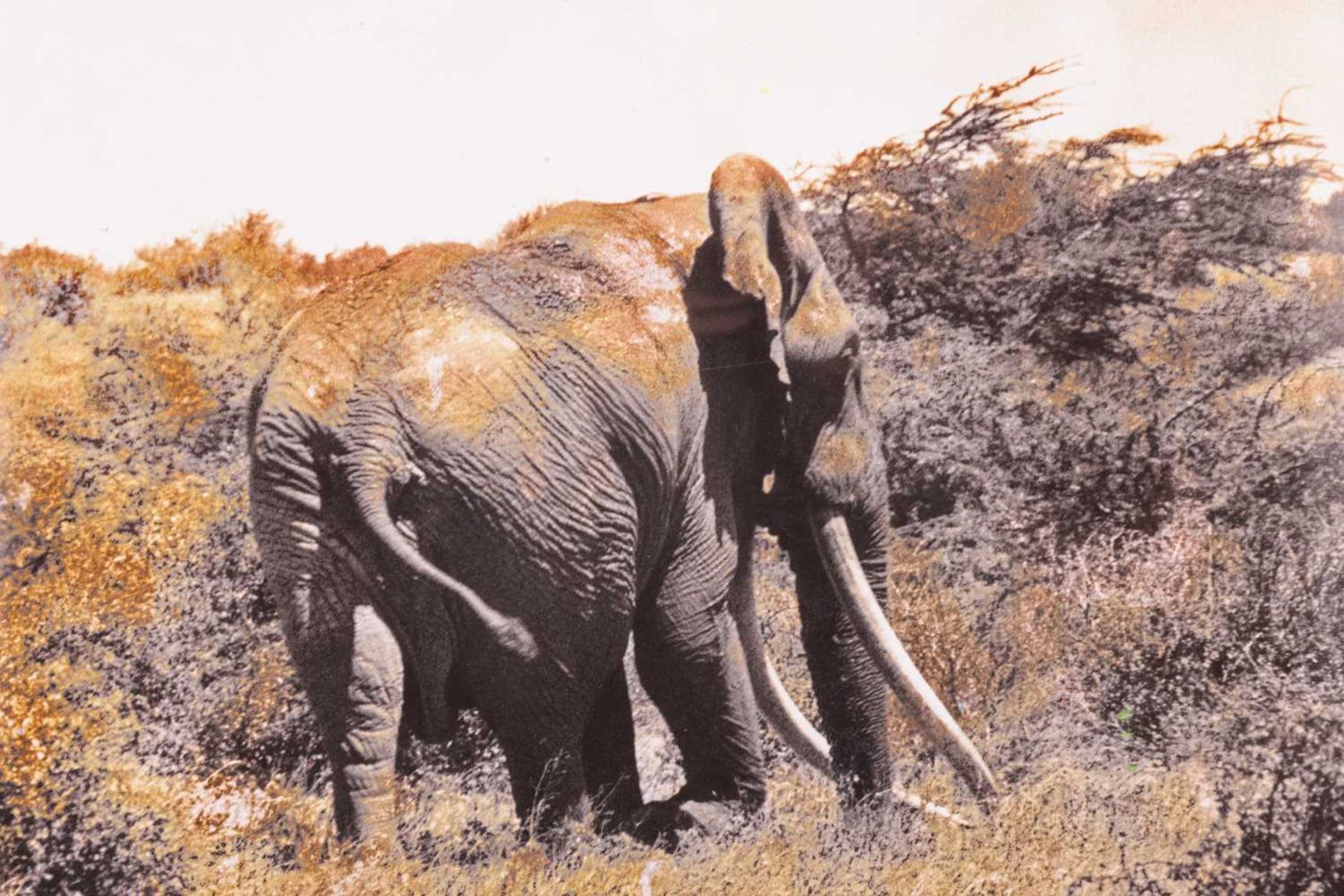 Peter Beard (American, 1938 - 2020), '148 Iber 1968 Marsabit Kenya N.D.F', inscribed and signed in i - Bild 19 aus 30