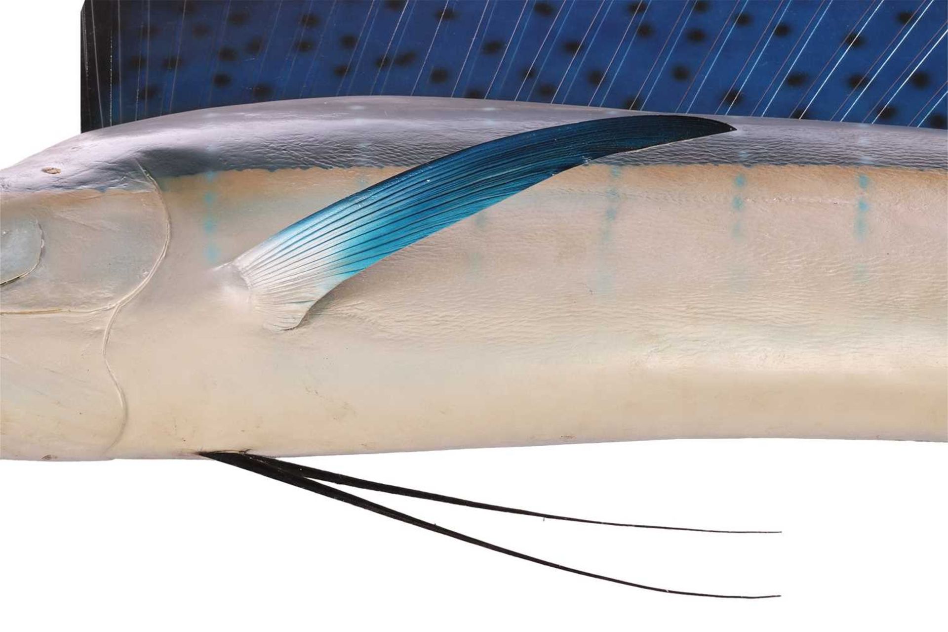 Taxidermy: a large, professionally worked Marlin (Sailfish), with wall fixing bracket verso, 225 cm  - Bild 4 aus 7