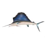 Taxidermy: a large, professionally worked Marlin (Sailfish), with wall fixing bracket verso, 225 cm 