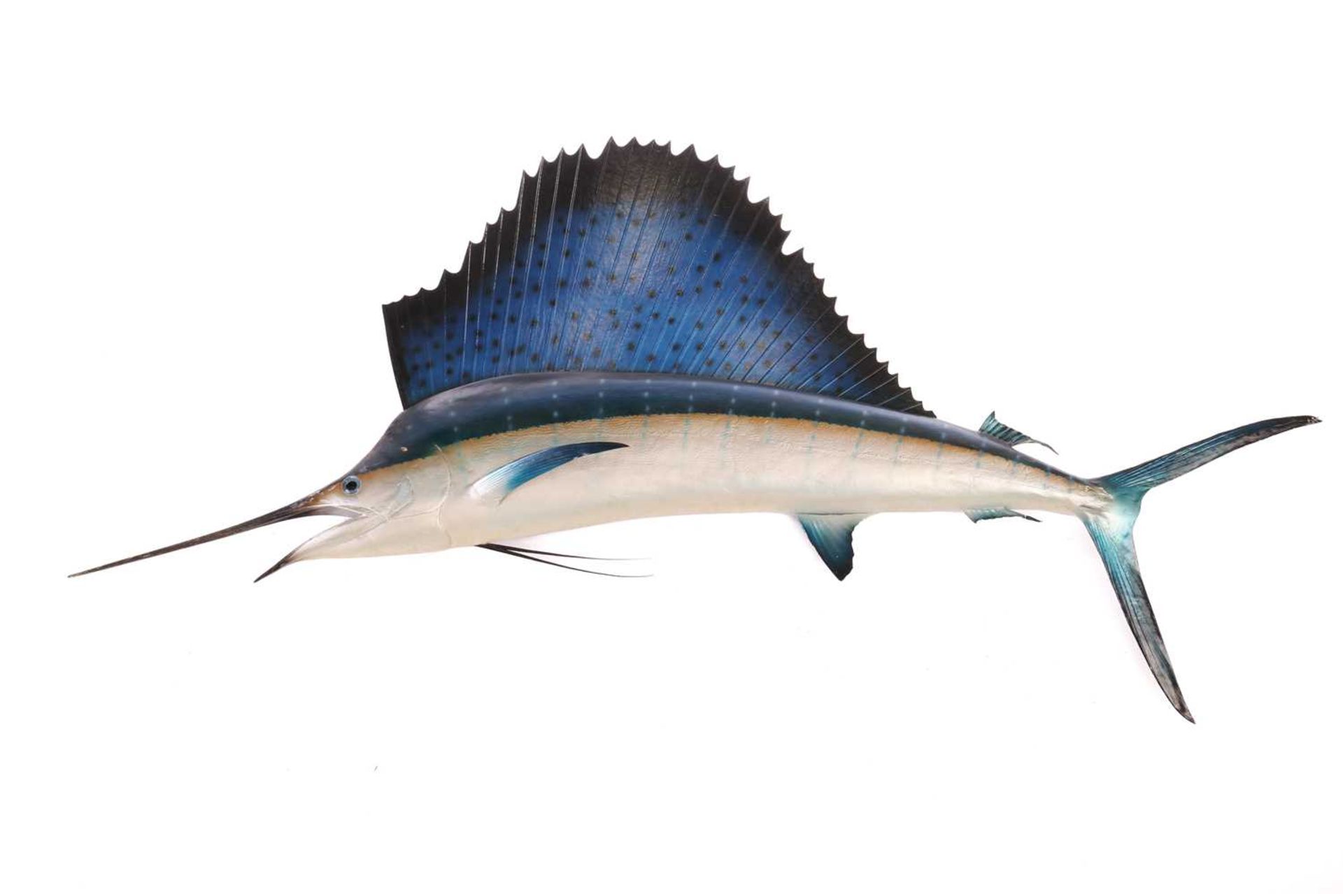 Taxidermy: a large, professionally worked Marlin (Sailfish), with wall fixing bracket verso, 225 cm 
