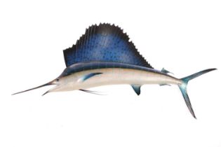 Taxidermy: a large, professionally worked Marlin (Sailfish), with wall fixing bracket verso, 225