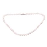 A single-strand cultured pearl necklace, with uniform-size pearls measuring approximately 7.8mm each