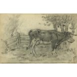 Cow, signed with initials lower right 'Y.W' lower right, possibly Ype Wenning. Drawing on paper 15 x