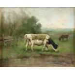 Cows in pasture, unkown