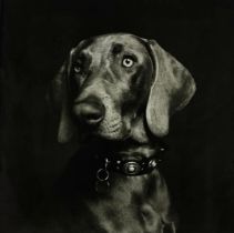 Breuke,. Koos. Portrait of a dog