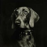 Koos Breukel (1962-) Black and white photo portrait of a (Weimaraner) dog, unsigned, verso sticker