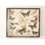 Display cabinet with prepared butterflies, including Attacus Atlas (atlas butterfly), 36 x 40 cm.