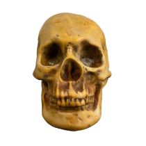 Carved stone skull