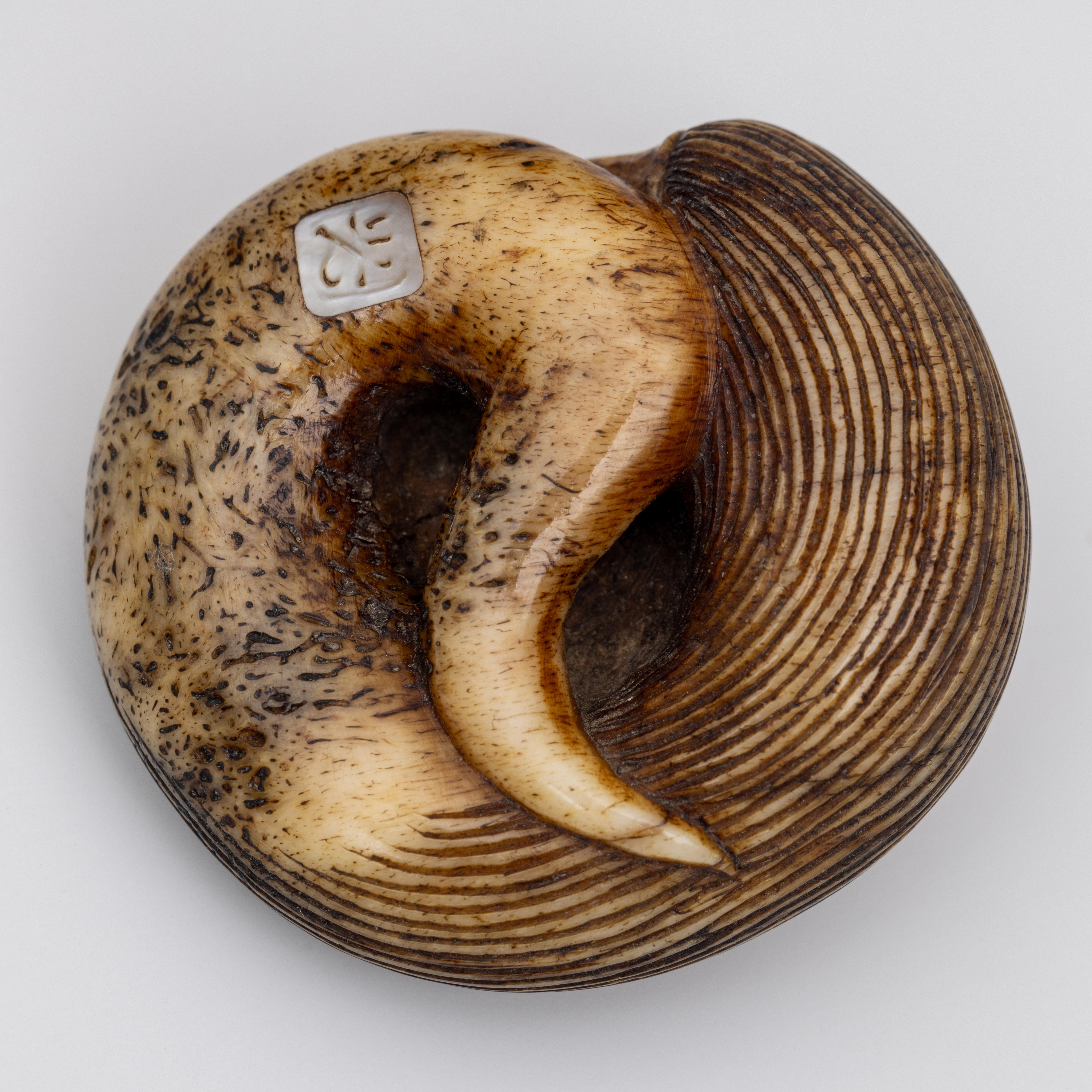 Japan, bone netsuke, Meiji period; - Image 2 of 4