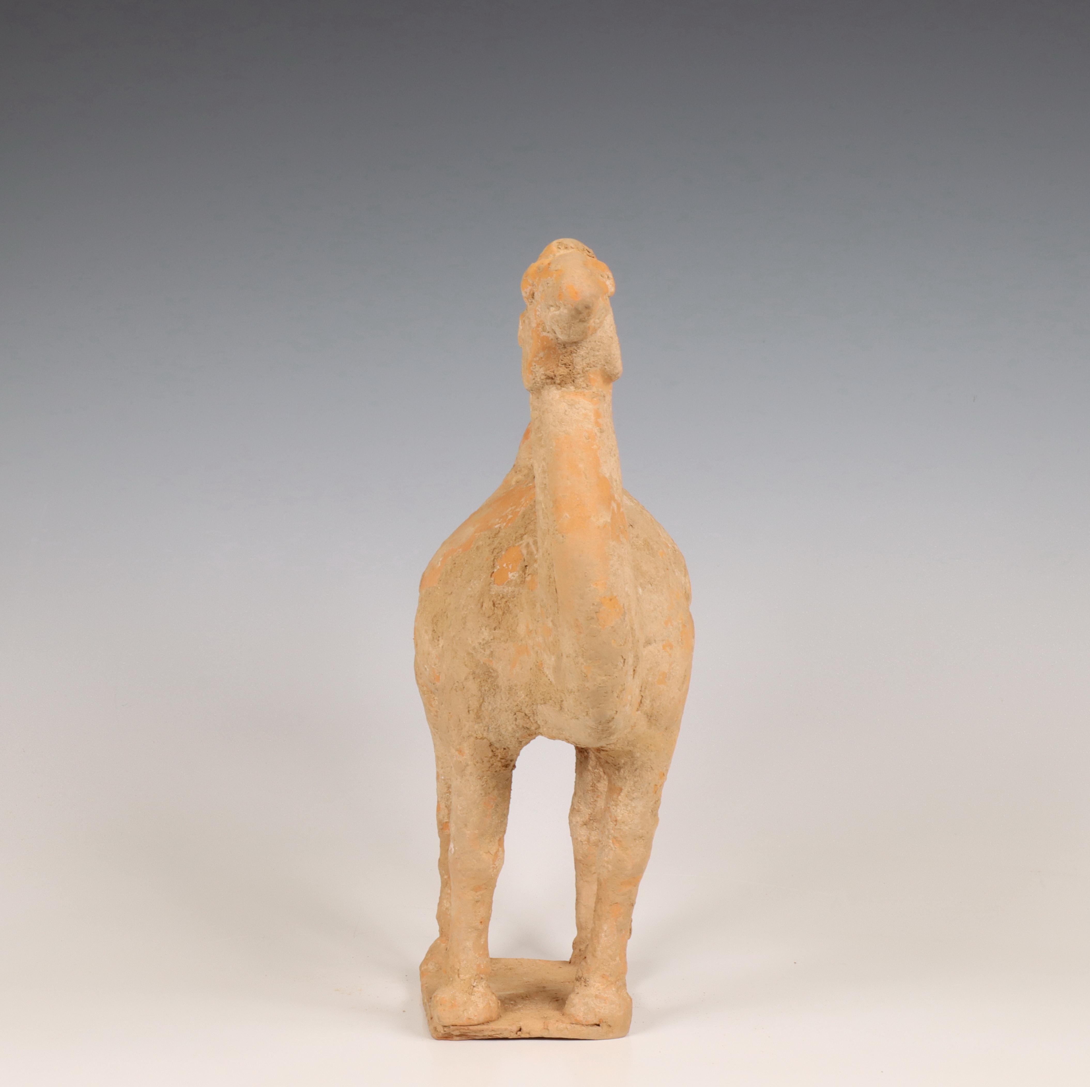 China, pottery model of a camel, probably Tang dynasty (618-906), - Image 6 of 6