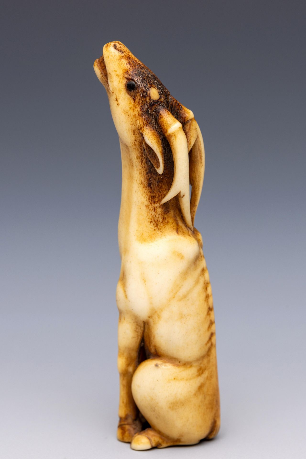 Japan stag-horn netsuke, Edo/Meiji period;