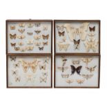 Taxidermy, geprepareerde vlinders in vier houten wandvitrines, ca. 1950;