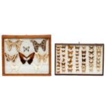 Taxidermy, geprepareerde vlinders in twee houten wandvitrines, ca. 1950;