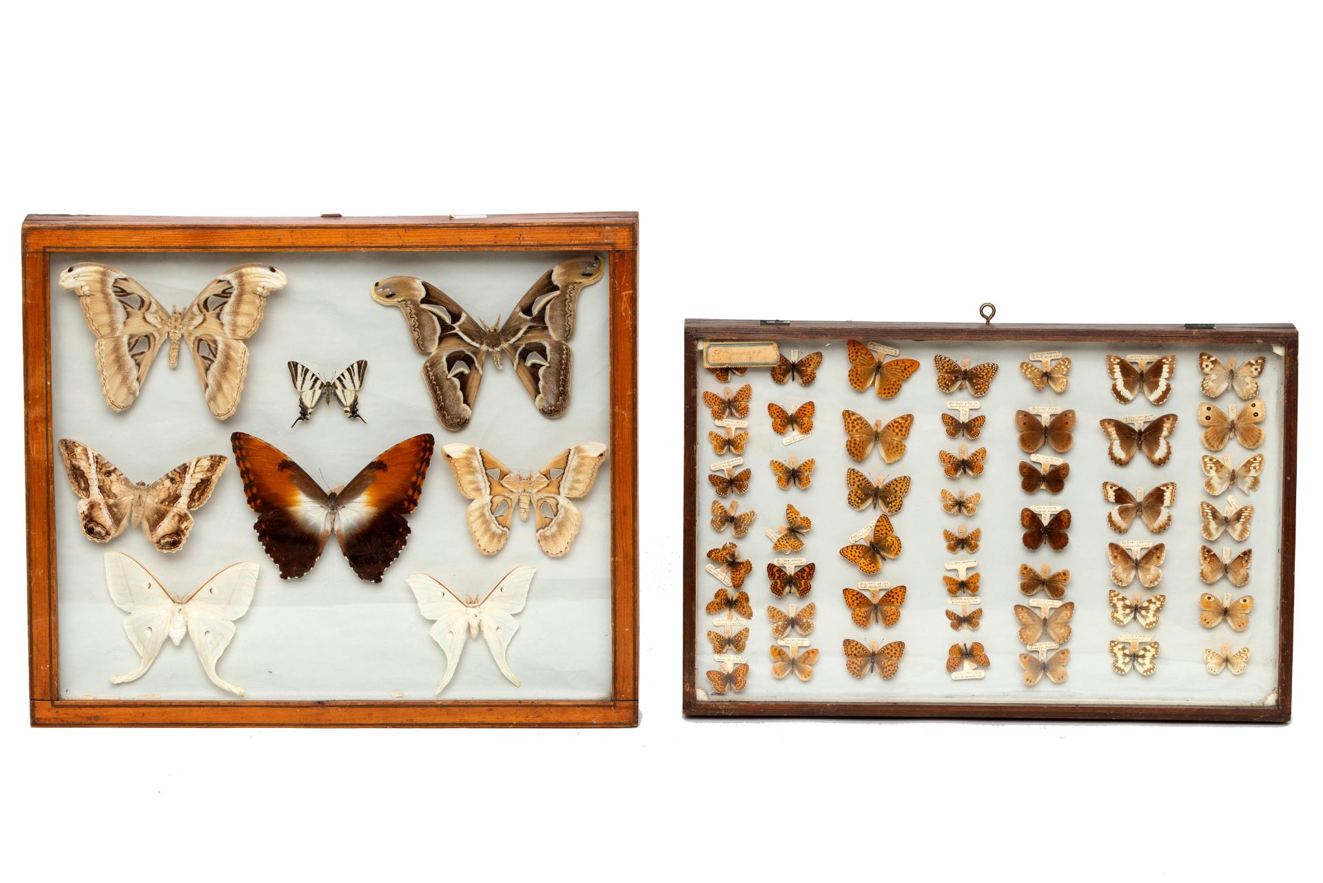 Taxidermy, geprepareerde vlinders in twee houten wandvitrines, ca. 1950;