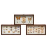 Taxidermy, geprepareerde vlinders in drie houten wandvitrines, ca. 1950;