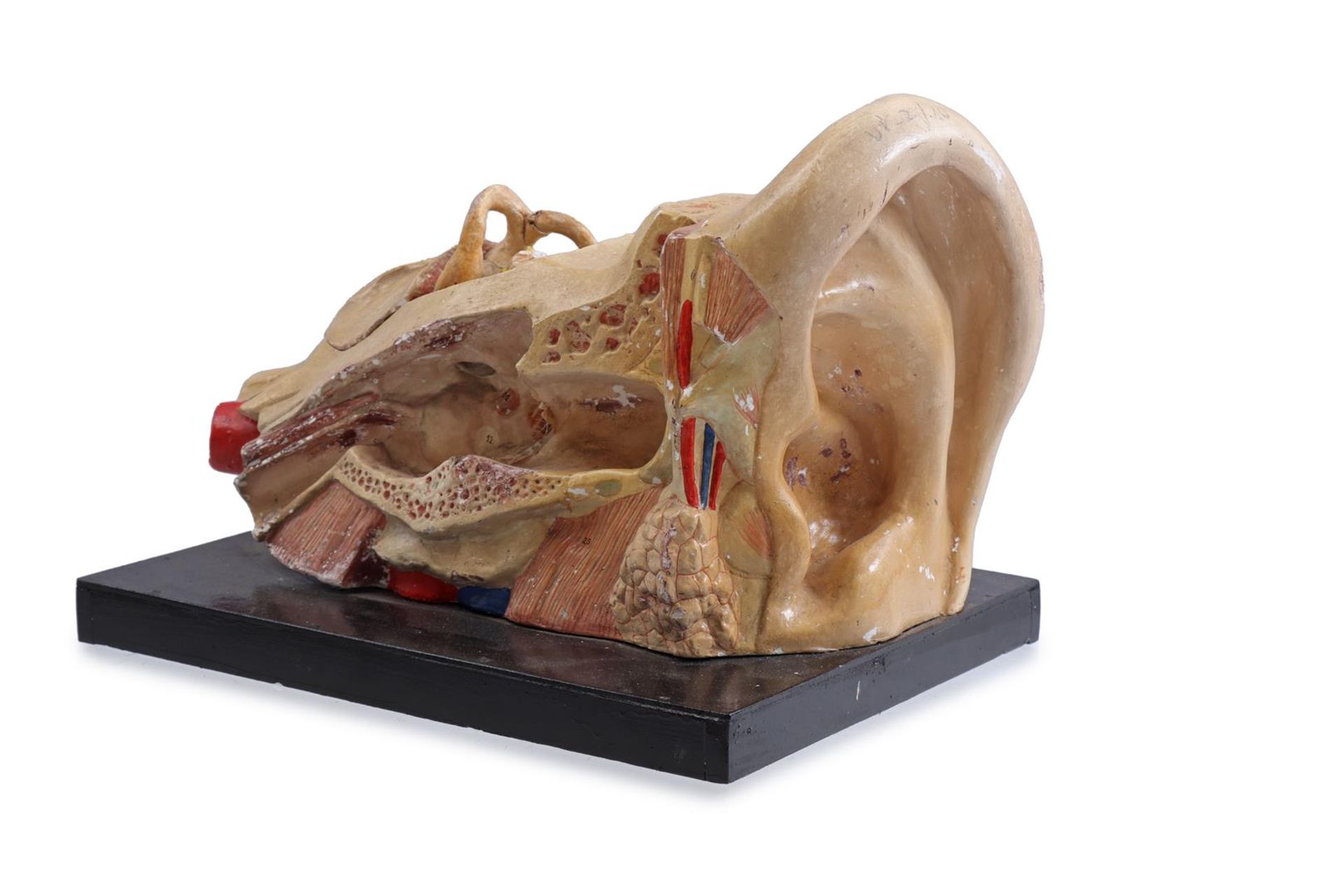 Plaster anatomical model of an ear