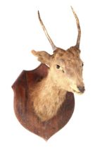 Taxidermy deer head