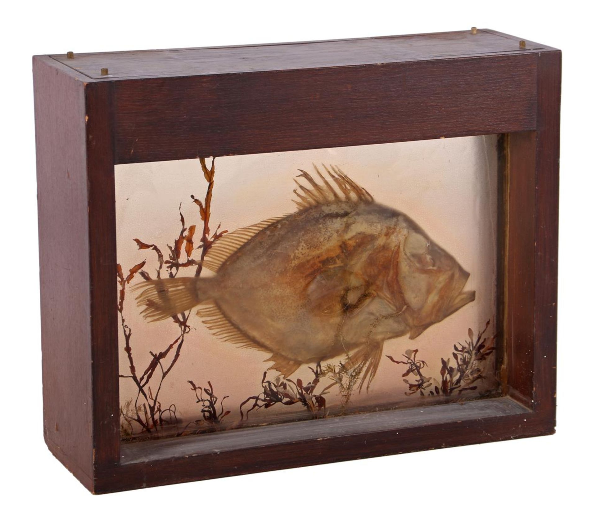 Showcase with a prepared sunfish