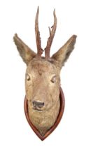 Taxidermy head of a deer