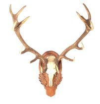 Skull with antlers of a red deer