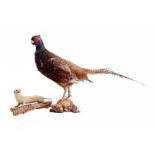 Taxidermy pheasant and probably ermine