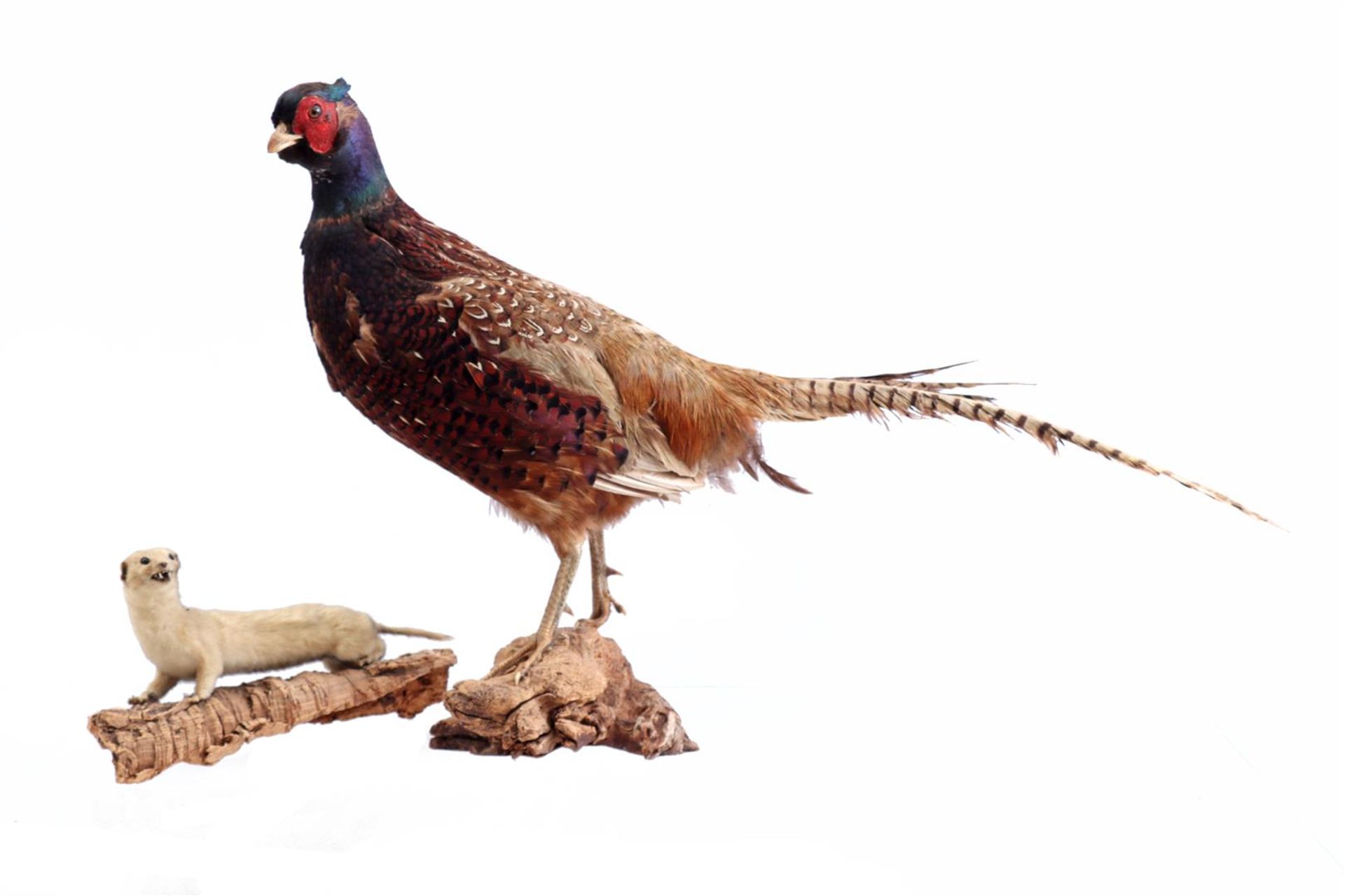 Taxidermy pheasant and probably ermine