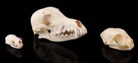 Mounted skulls of dog, mink and cat
