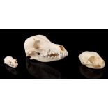 Mounted skulls of dog, mink and cat