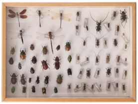 Taxidermy, stuffed beetles and dragonflies in display case