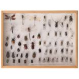 Taxidermy, stuffed beetles and dragonflies in display case