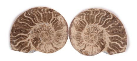 Ammonite fossil