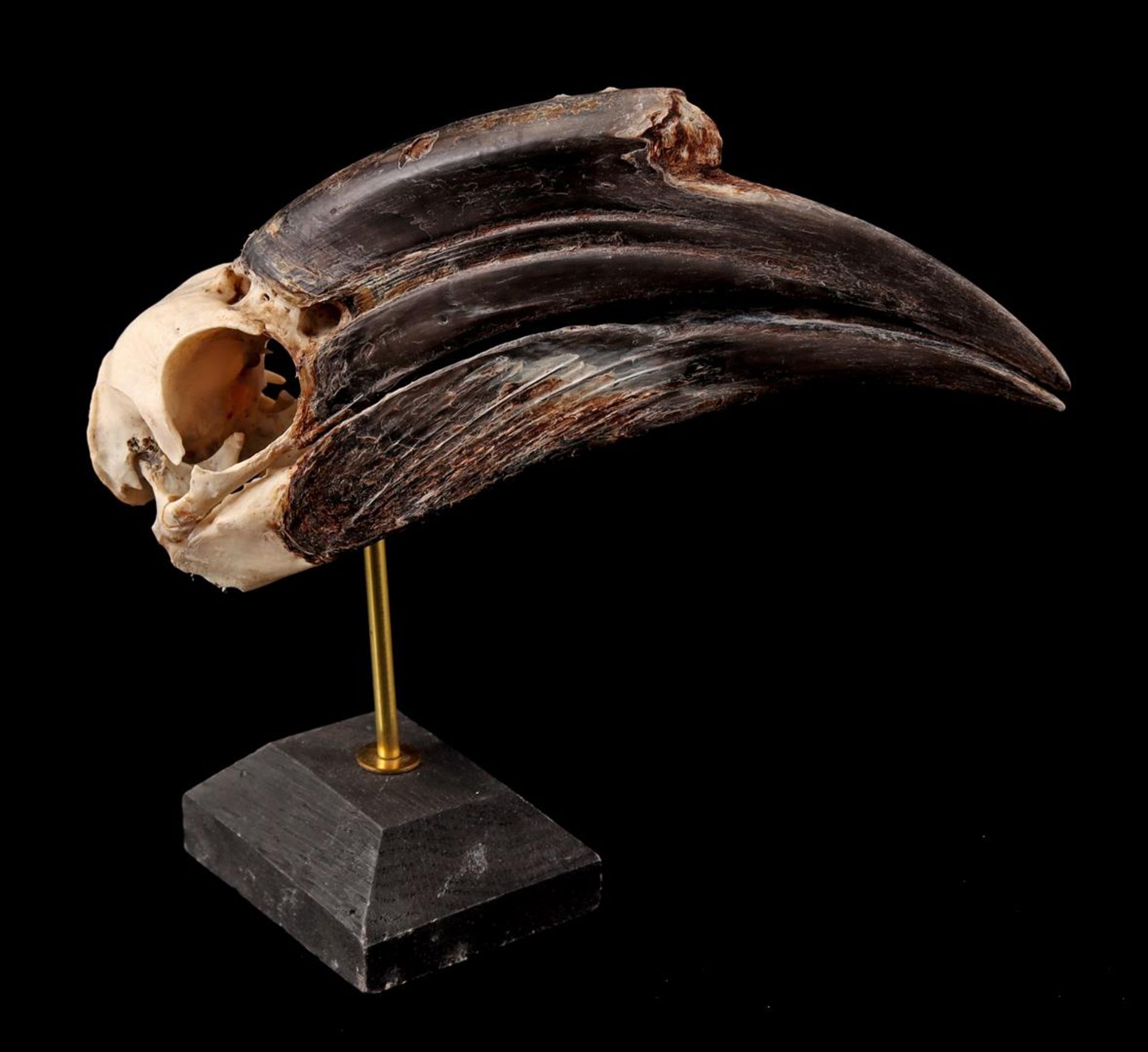 Mounted skull of a blue-throated hornbill