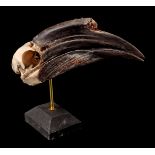 Mounted skull of a blue-throated hornbill