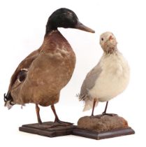 Taxidermy duck and seagull