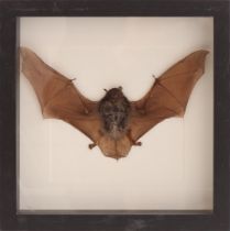 Taxidermy, stuffed bat in display case