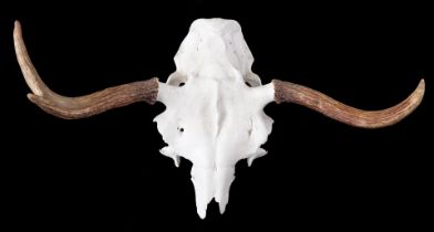 Animal antlers on skull part