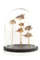 Taxidermy, 6 mounted boxfish