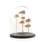 Taxidermy, 6 mounted boxfish