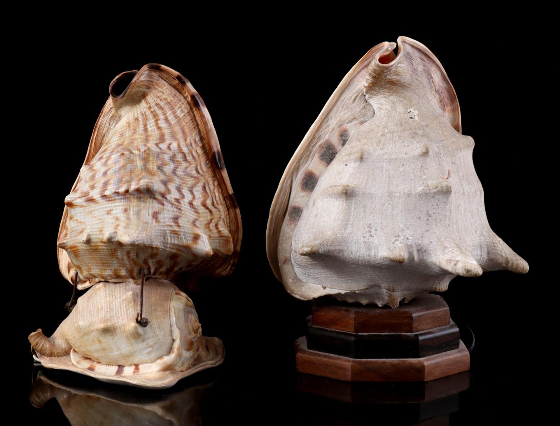 2 lamps made from 3 shells - Image 2 of 3