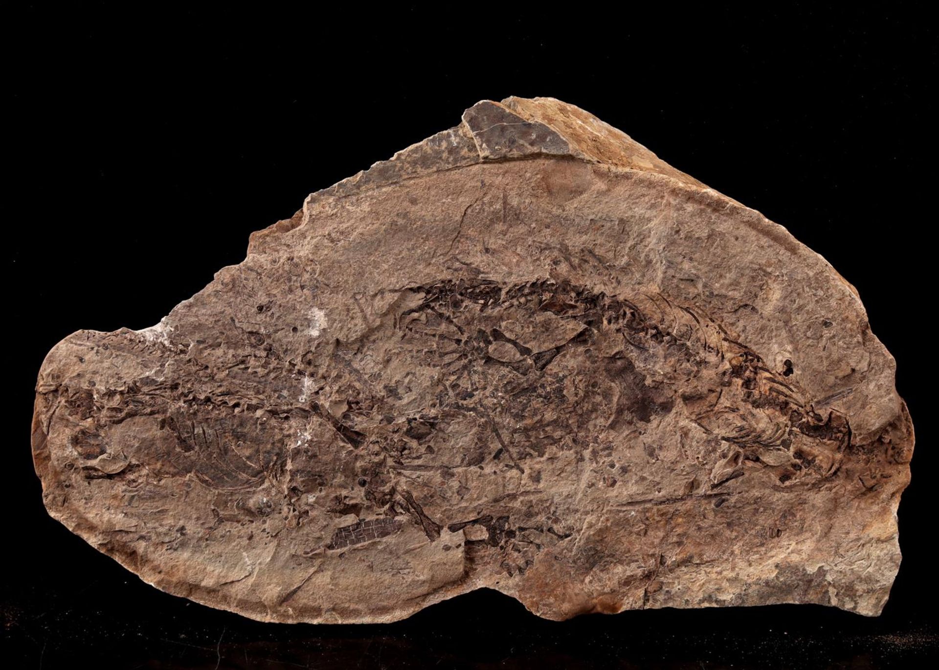 Fossil of a lizard