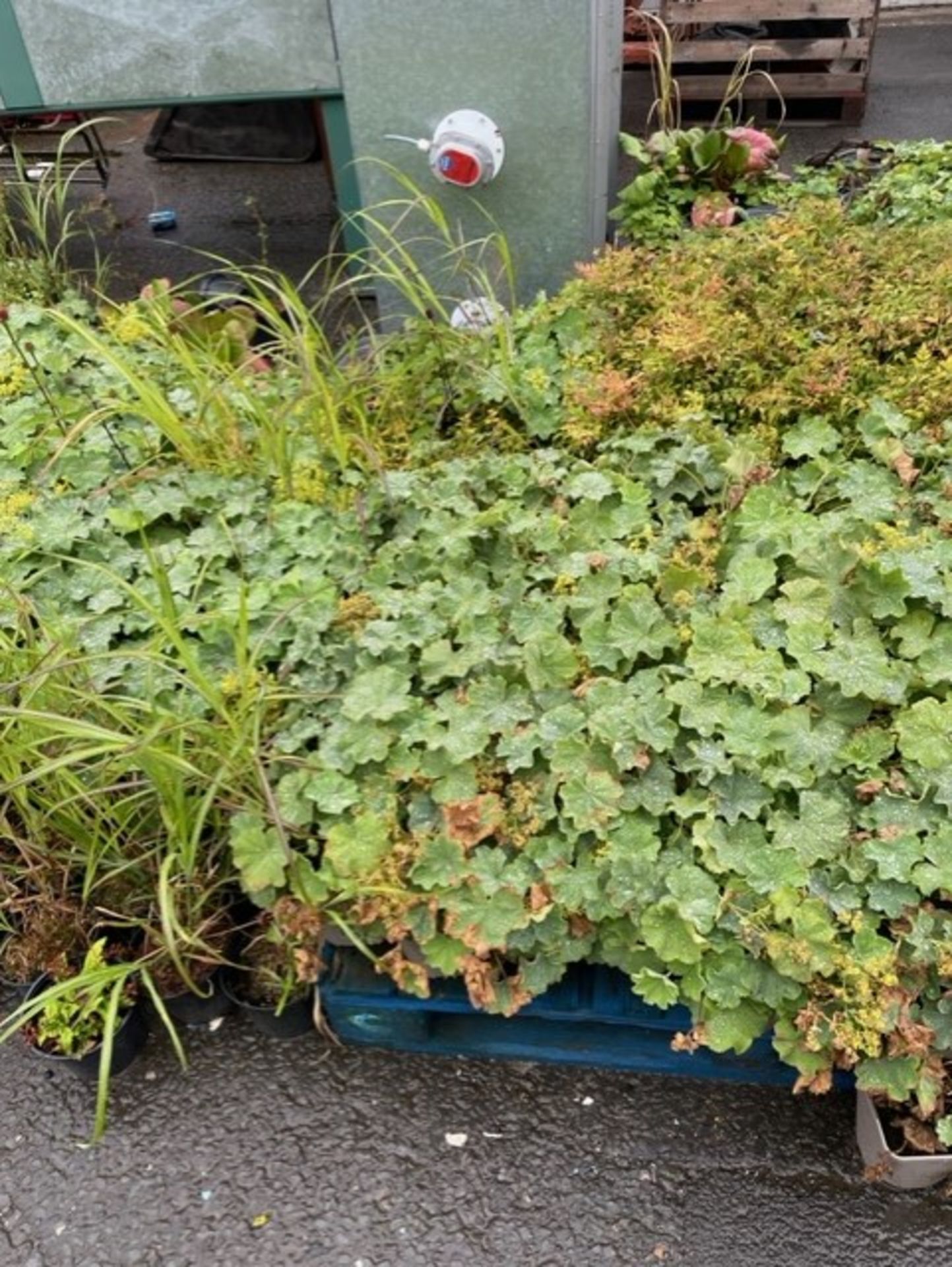 Shrubs minimum 300 number achilla mollis fox gloves geranium blue and a lot grasses