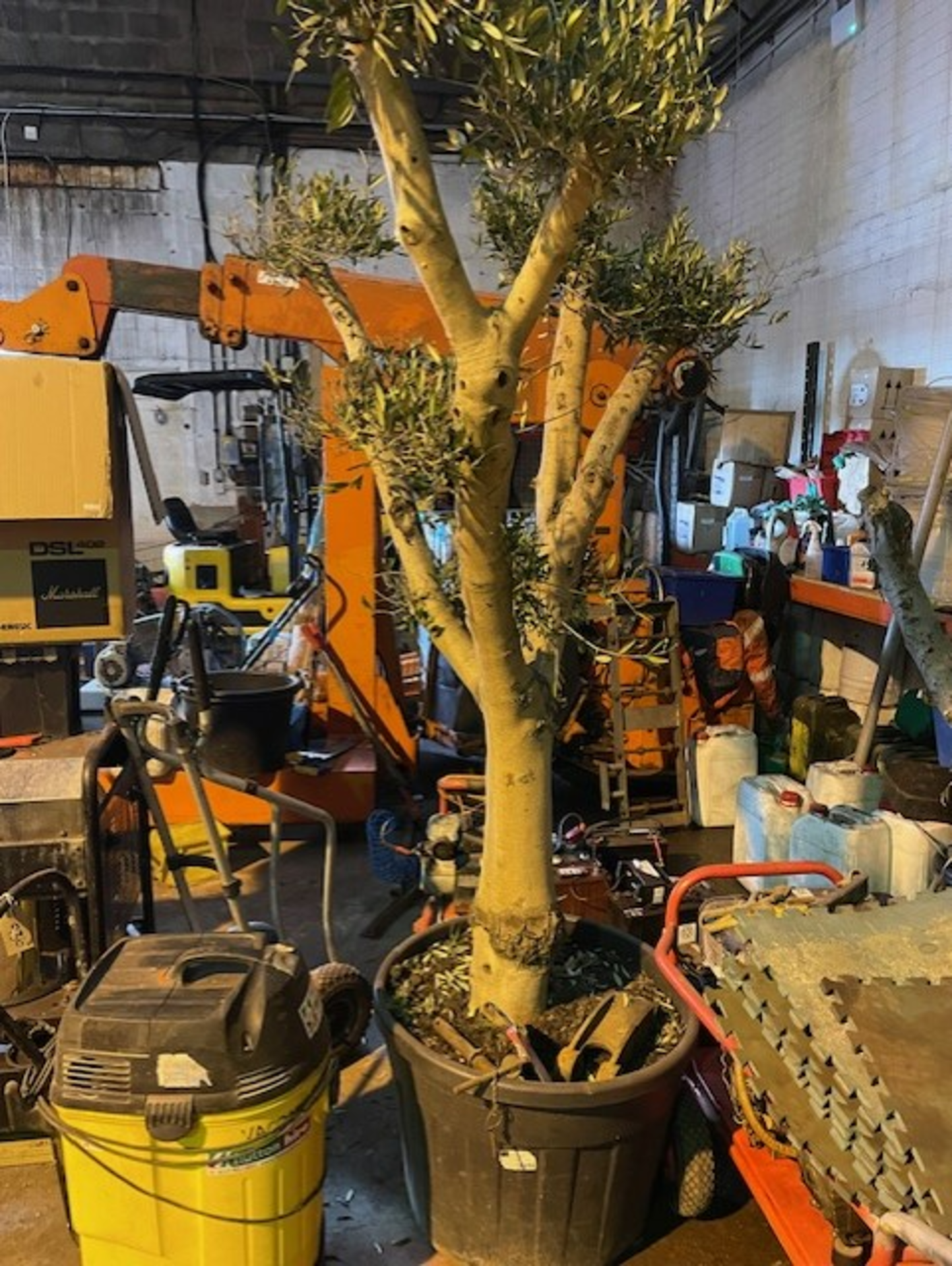 Olive tree this is just short of 2.5 metres in good health ,Getting ready for a bigger pot in the