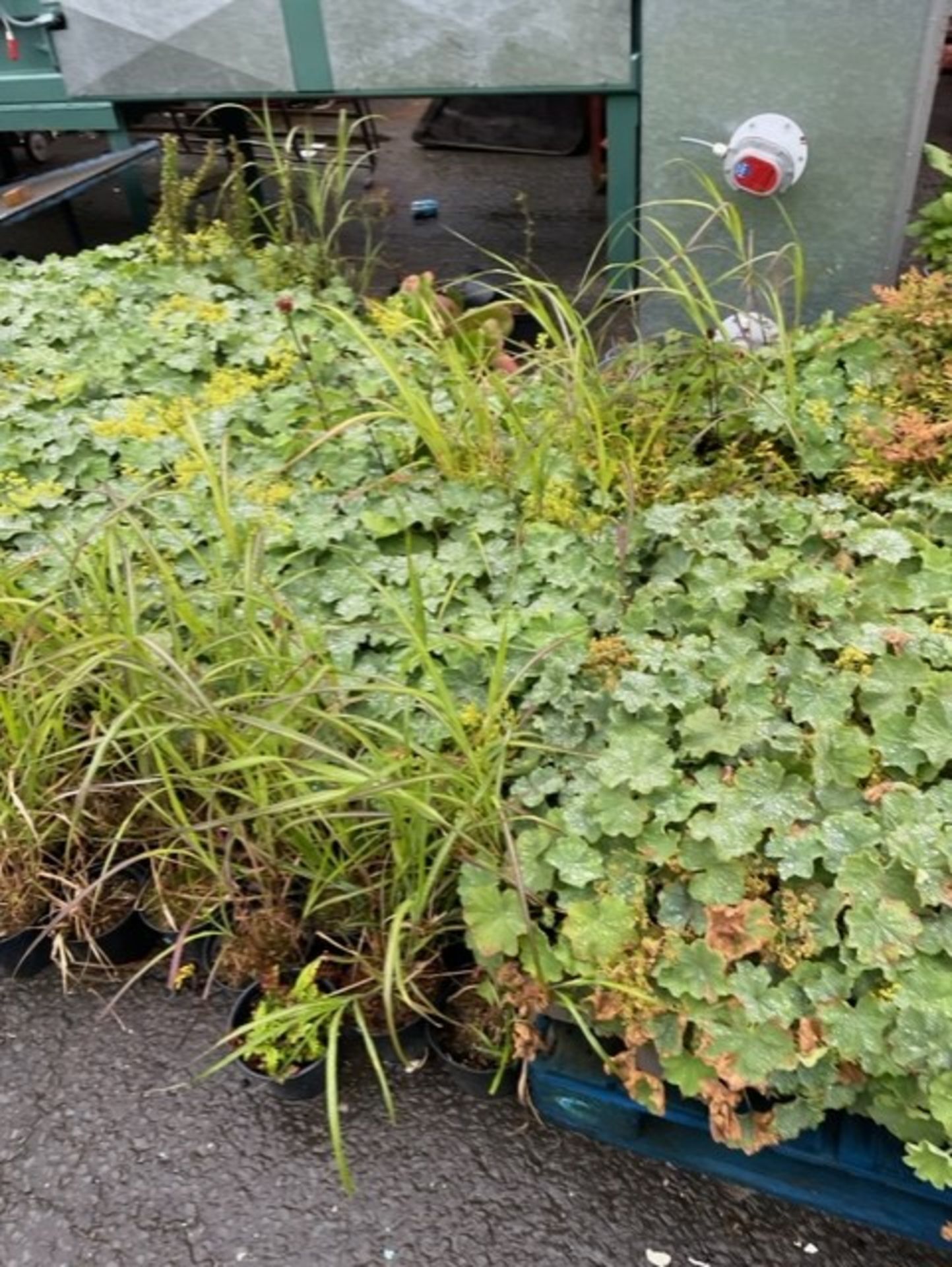 Shrubs minimum 300 number achilla mollis fox gloves geranium blue and a lot grasses - Image 2 of 4