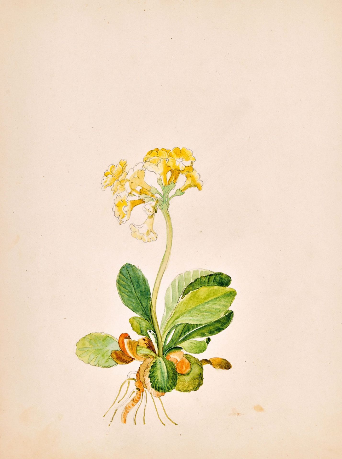 WYSS, JOHANN EMANUEL: "Studien v. Obst.Pflanzen u. Blumen". - Image 2 of 4